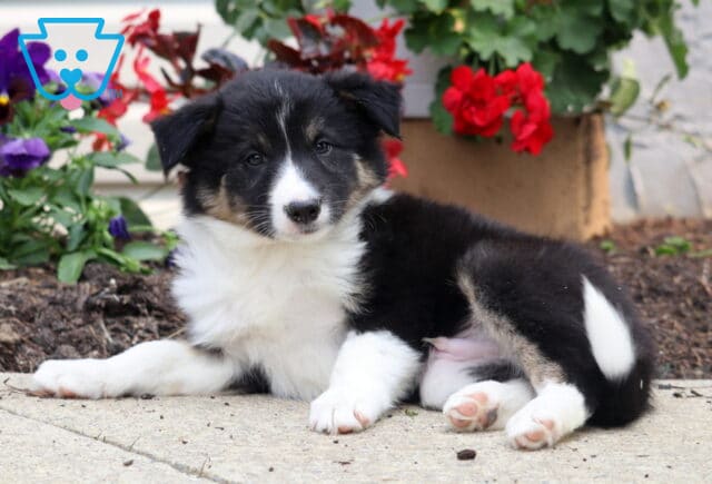 Relaxed tricolor Border Collie puppy lying on a sidewalk with its head slightly tilted, framed by blooming red geraniums and purple pansies. image