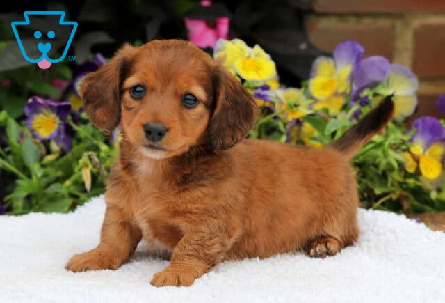 Mini Dachshund puppy with a soft, long-haired reddish coat standing on a white blanket, looking sweetly at the camera with pansies and greenery in the background. image