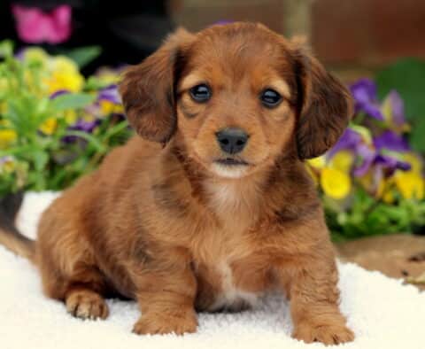 Fluffy Mini Dachshund puppy with a reddish-brown coat sitting on a white blanket, looking sweetly at the camera with colorful pansies and greenery in the background.