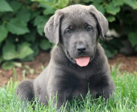 Playful charcoal Labrador Retriever puppy sitting in the grass with its tongue out and bright green eyes looking forward.