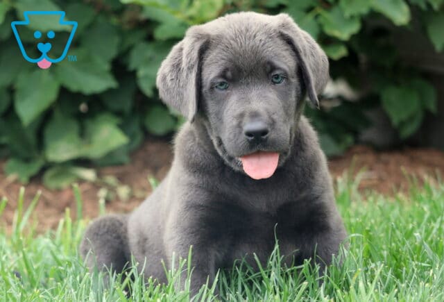 Playful charcoal Labrador Retriever puppy sitting in the grass with its tongue out and bright green eyes looking forward. image