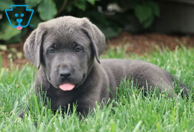 Adorable charcoal Lab puppy resting in the grass with its tongue out and a relaxed, curious expression. image