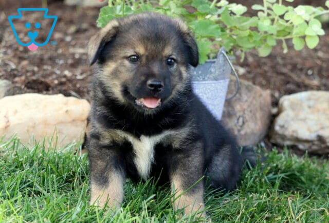 Banks Elkhound Mix image