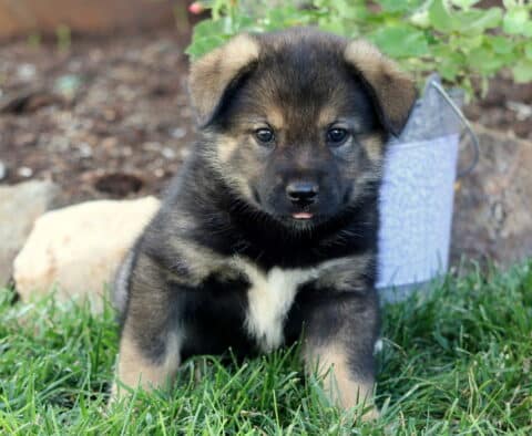 Banks Elkhound Mix2