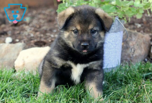 Banks Elkhound Mix2 image