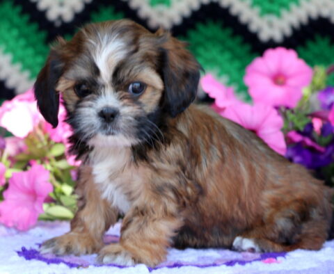 Barney Cava Tzu
