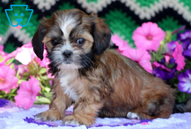 Sweet Cava Tzu puppy with a silky brown and white coat, sitting calmly on a purple blanket surrounded by vibrant pink and purple flowers. image