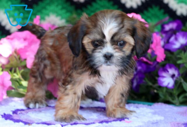 Adorable Cava Tzu puppy with a fluffy brown and white coat and expressive eyes, standing on a soft purple blanket in front of pink and purple flowers. image