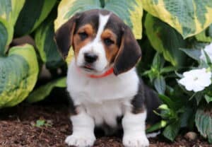 Basset Hound Mix