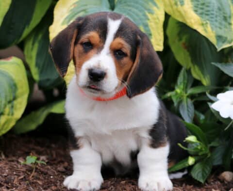 Basset Hound Mix