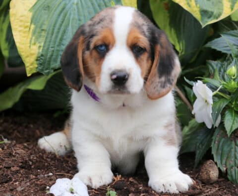 Bean Basset Hound Mix