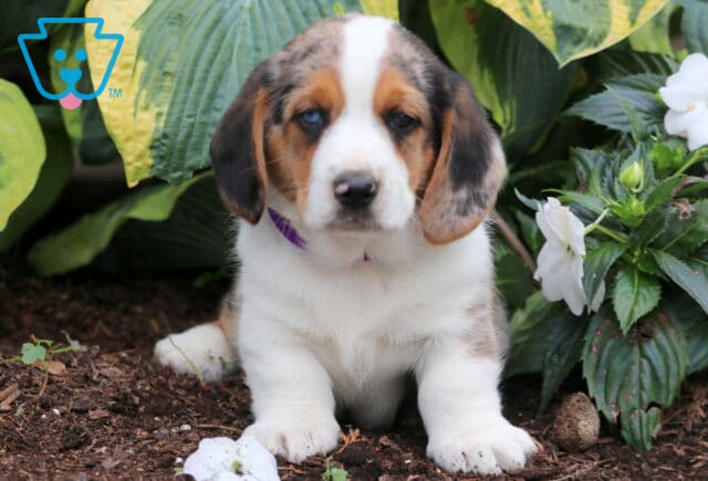 Bean Basset Hound Mix image