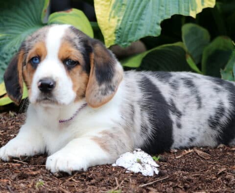 Merle Basset Hound mix puppy with a lavender collar and striking blue eyes lying down on mulch near green hosta leaves, looking relaxed and calm.