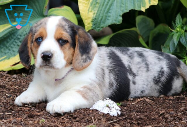 Bean Basset Hound Mix2 image