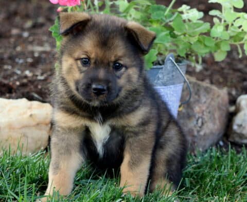 Bean Elkhound Mix