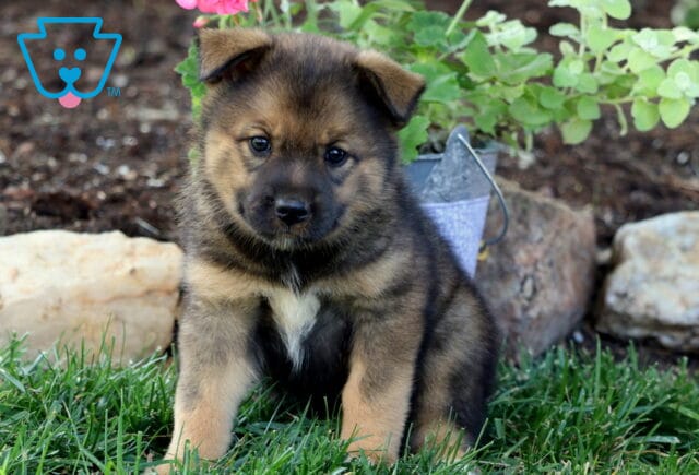 Bean Elkhound Mix image