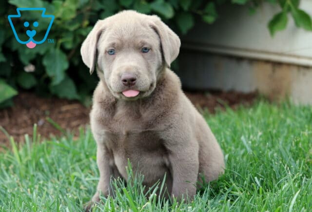Playful Silver Labrador Retriever puppy sitting in the grass with its tongue sticking out, showing a shiny gray coat and bright blue eyes near a leafy garden edge. image