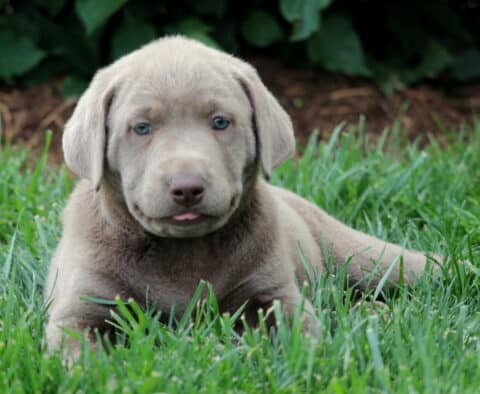 Adorable Silver Labrador Retriever puppy laying in the grass with its tongue slightly sticking out, featuring a smooth gray coat and soft blue eyes.