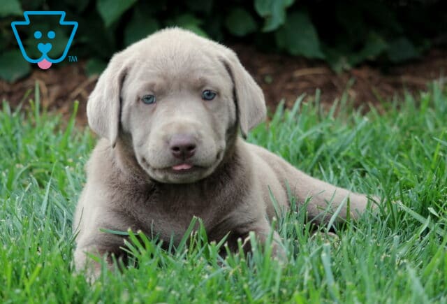Adorable Silver Labrador Retriever puppy laying in the grass with its tongue slightly sticking out, featuring a smooth gray coat and soft blue eyes. image