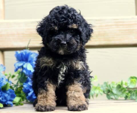 Bear Mini Poodle