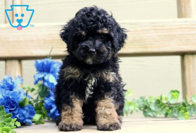 Bear Mini Poodle image