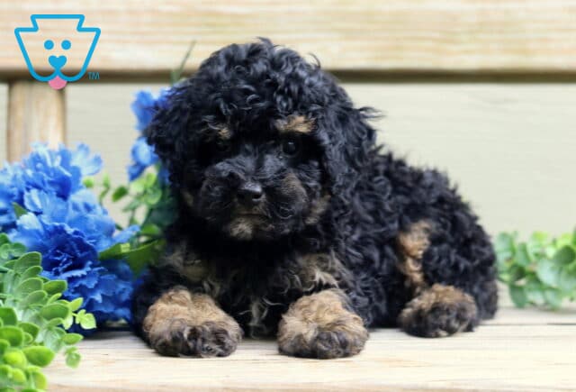 Bear Mini Poodle2 image