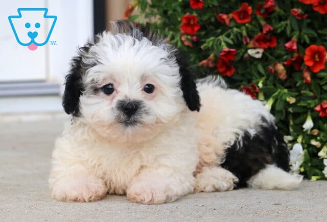 Bear Shihpoo image