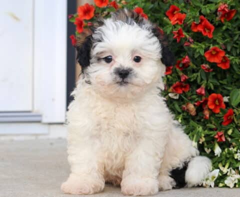 Bear Shihpoo2