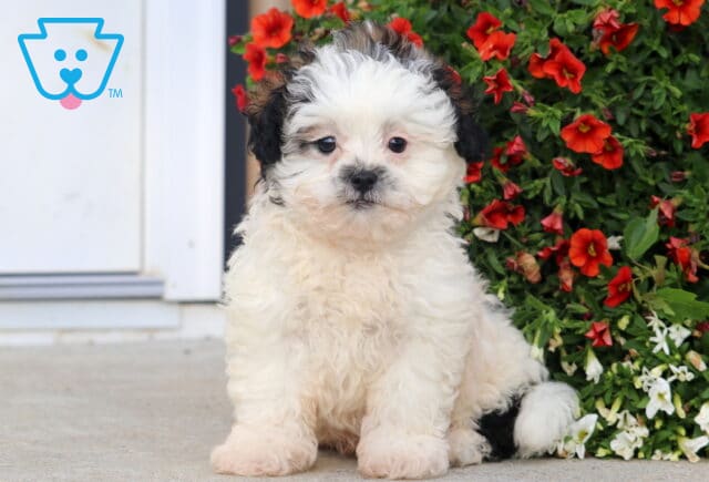 Bear Shihpoo2 image