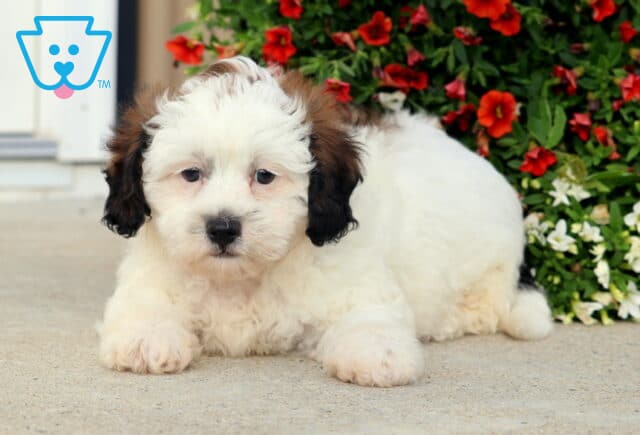 Becca SHihpoo image