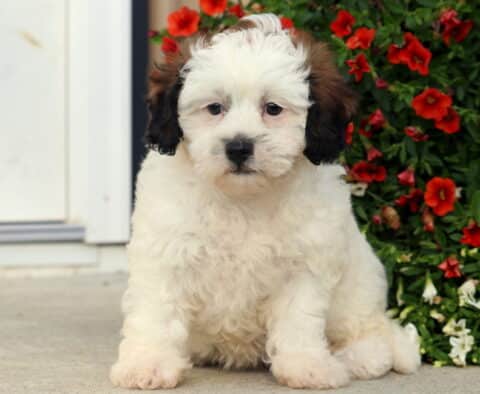 Becca SHihpoo2