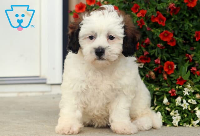 Becca SHihpoo2 image