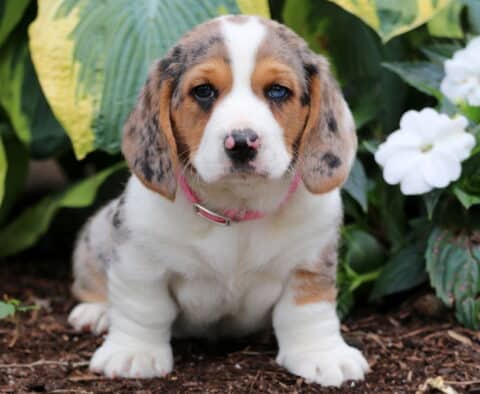 Bee Basset Hound Mix