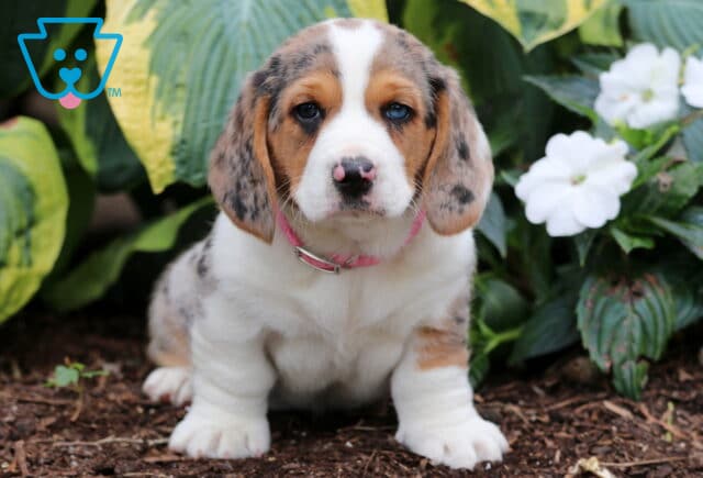 Bee Basset Hound Mix image