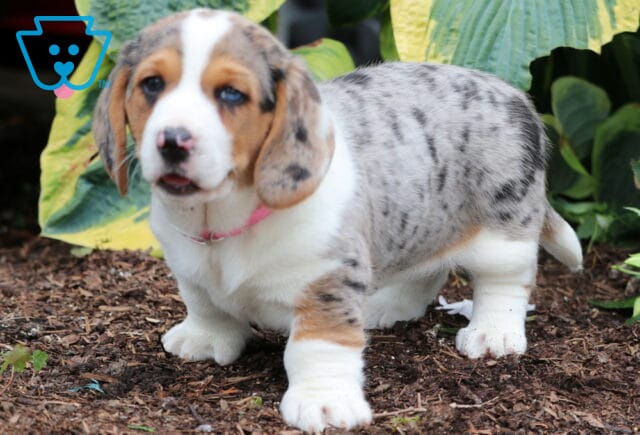 Bee Basset Hound Mix2 image