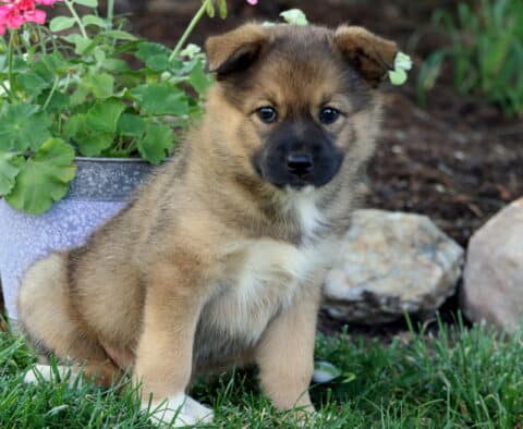 Bee Elkhound Mix