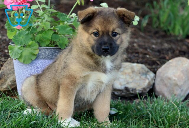 Bee Elkhound Mix image