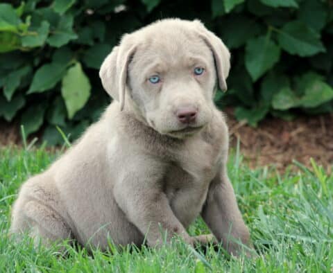 Calm Silver Labrador Retriever puppy sitting in fresh green grass, with a smooth gray coat and piercing blue eyes, backed by leafy shrubs.