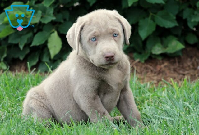 Calm Silver Labrador Retriever puppy sitting in fresh green grass, with a smooth gray coat and piercing blue eyes, backed by leafy shrubs. image