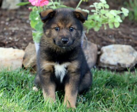 Bell Elkhound Mix