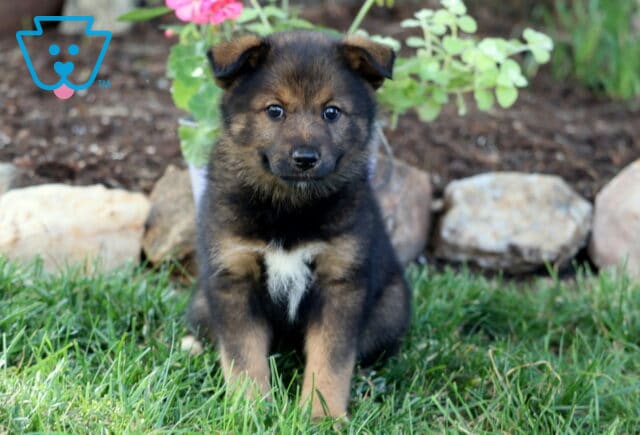 Bell Elkhound Mix image