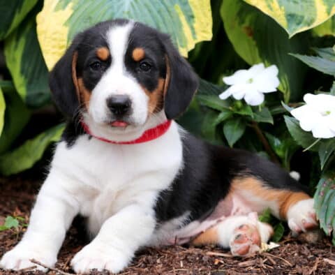 Bella Basset Hound Mix