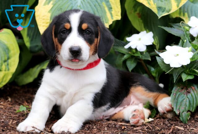 Bella Basset Hound Mix image