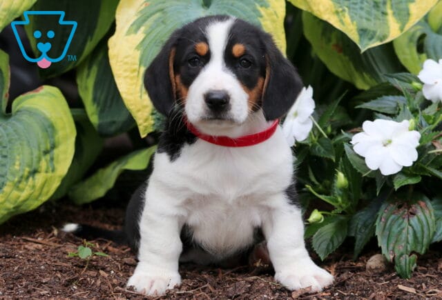 Bella Basset Hound Mix2 image