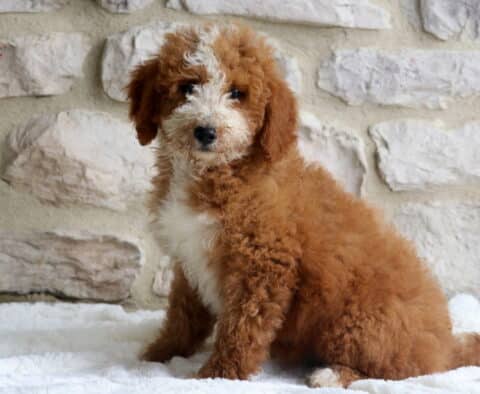 Bella Mini Bernedoodle