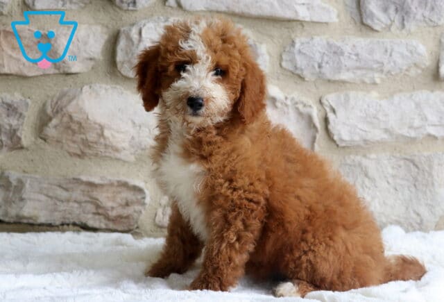 Bella Mini Bernedoodle image