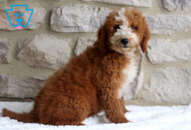 Bella Mini Bernedoodle2 image