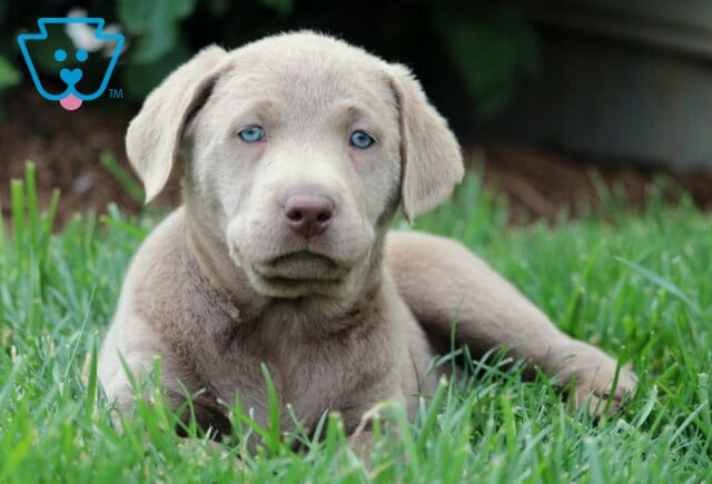 Relaxed Silver Labrador Retriever puppy lying in the grass, showing off a soft gray coat and vivid blue eyes with a calm, thoughtful expression. image