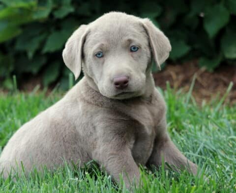 Silver Labrador Retriever puppy sitting in green grass with its head slightly tilted, showcasing a velvety gray coat and striking blue eyes.