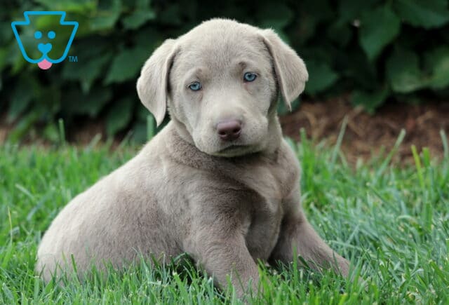 Silver Labrador Retriever puppy sitting in green grass with its head slightly tilted, showcasing a velvety gray coat and striking blue eyes. image